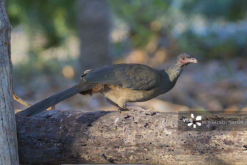 查科查查拉卡栖息图片素材