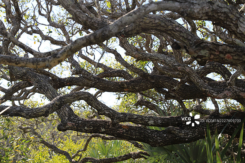 佛罗里达州庞塞保护区公园小径旁生长的棕榈树和活橡树。一个受保护的屏障岛栖息地。图片素材