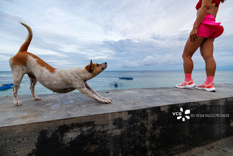 在菲律宾西基霍尔，拉伸的狗和马拉松选手。图片素材