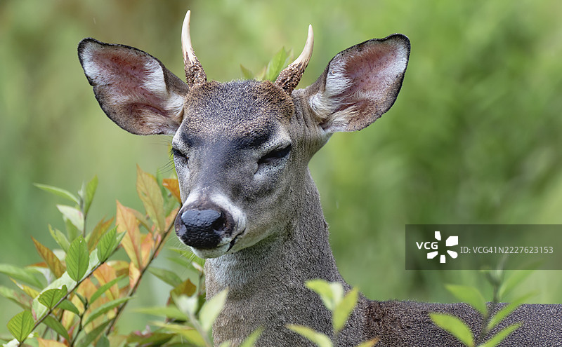 白尾鹿在草地上自由觅食图片素材