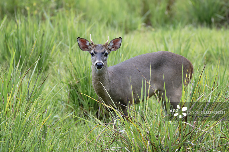 白尾鹿在草地上自由觅食图片素材