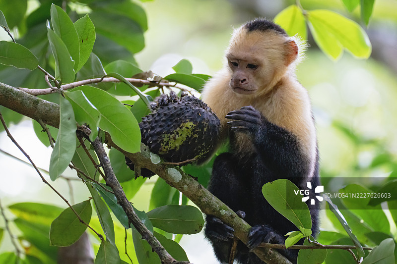 白头白眉猴在热带森林中吃着刺果番荔枝图片素材