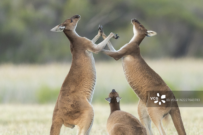 袋鼠打斗图片素材