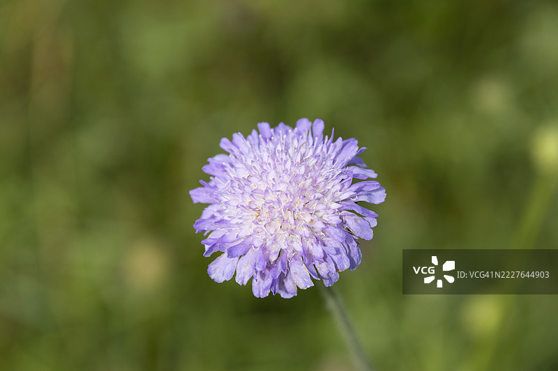 紫色野花，田菊（Knautia arvensis）图片素材