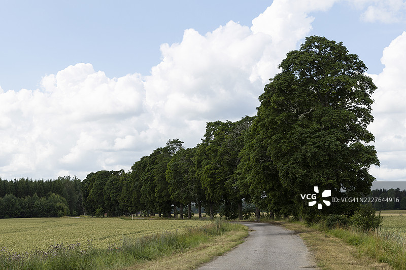 乡间小路旁的树木排成一行图片素材