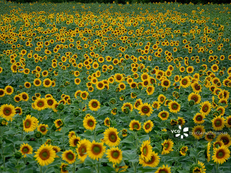 向日葵图片素材