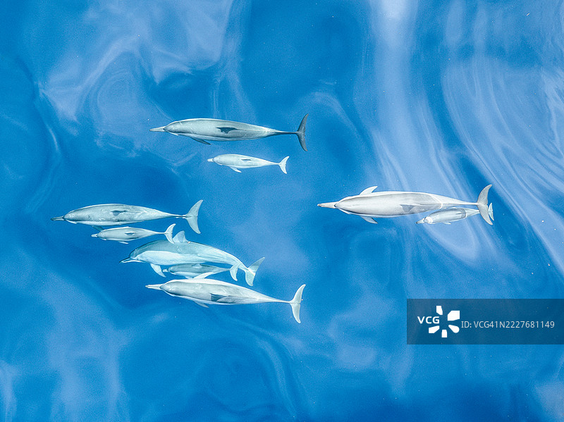 在印度尼西亚巴厘岛布勒伦县，从无人机视角拍摄的弗洛雷斯海域中的一群海豚游泳。图片素材