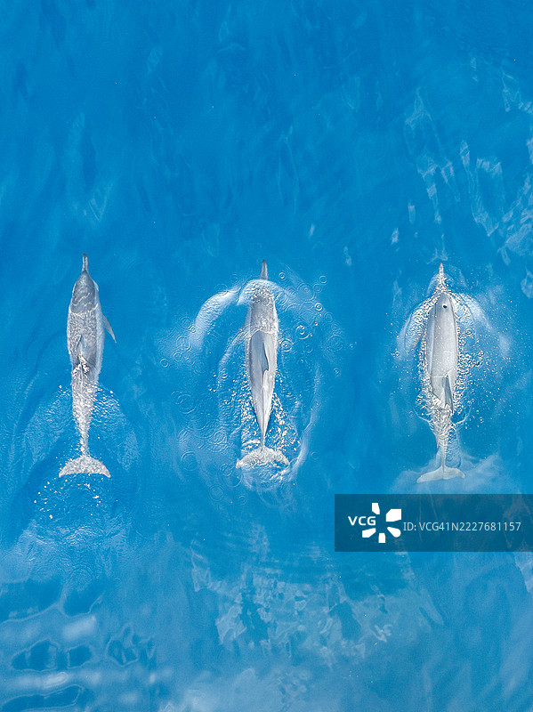 三只海豚在印度洋中并排游泳，地点：印尼巴厘岛布勒伦区图片素材