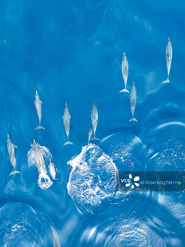 印度洋上，海豚群在水面上嬉戏，镜头来自无人机视角，地点：印尼巴厘岛布勒伦区洛维纳。图片素材