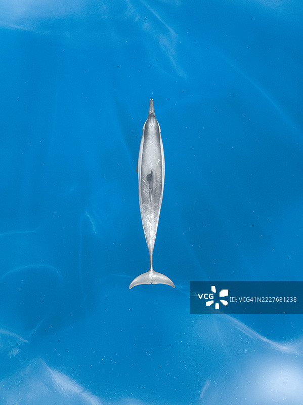 一只海豚在印度洋中滑行，照片来自无人机视角，洛维纳，巴厘岛，印度尼西亚图片素材