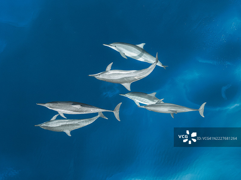 无人机拍摄的图像，俯瞰印度洋中一群海豚在巴厘岛洛维纳嬉戏。图片素材