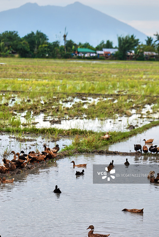 一群鸭子聚集在分隔水稻田的土壤带上。图片素材