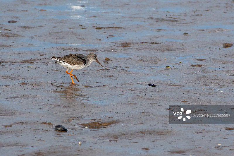普通红腿鹬图片素材