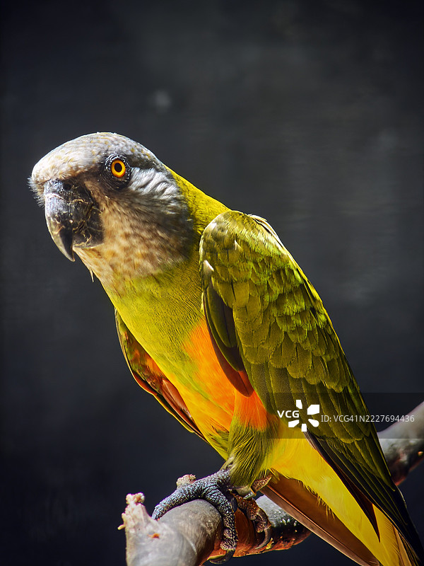 塞内加尔鹦鹉 (Poicephalus senegalus)图片素材