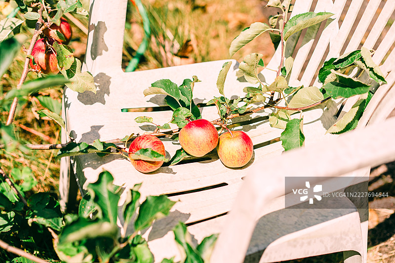 户外椅子上的成熟苹果树枝图片素材