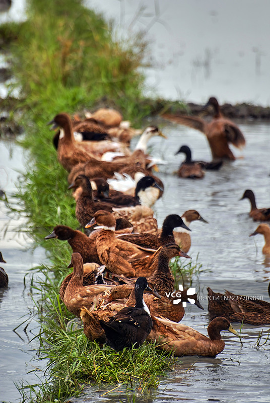 一群鸭子聚集在稻田旁的草坡上。图片素材