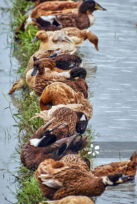 一群鸭子聚集在稻田旁的草坡上。图片素材