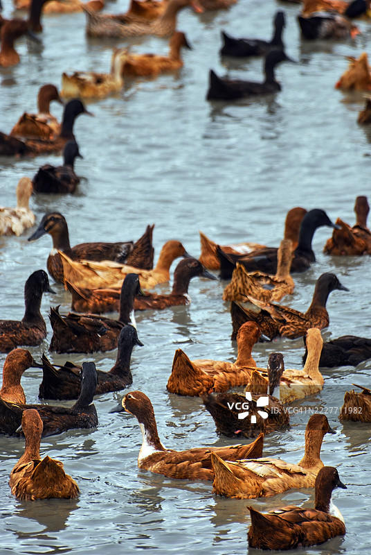 一大群颜色各异的鸭子紧密地游在一起。图片素材