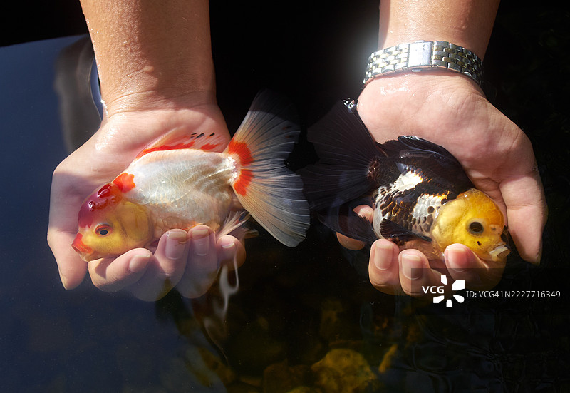 手中托着五彩斑斓的观赏鱼，水面映衬着它们的色彩图片素材