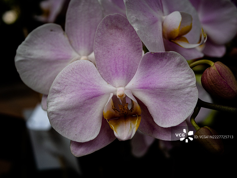 粉色兰花特写，瓦伦西亚，瓦伦西亚自治区，西班牙图片素材