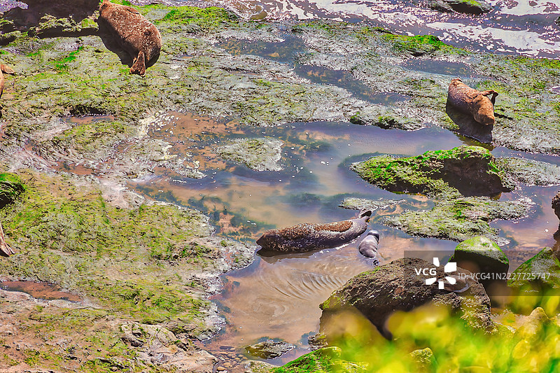 加利福尼亚州卡彭特里亚的湖泊高角度视图，美国图片素材