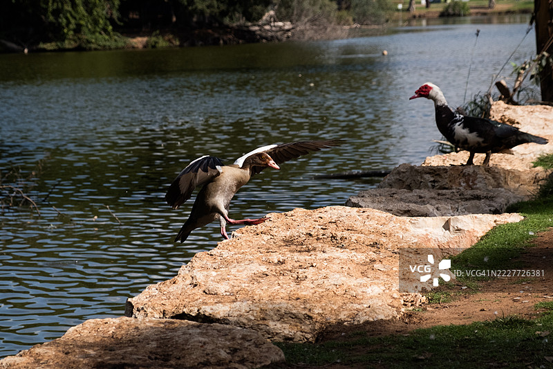 埃及雁在以色列拉马特甘公园池塘边张开翅膀降落，旁边有一只番鸭。城市野生动物栖息地湖畔岩石上的自然鸟类互动，拉马特甘，特拉维夫马霍兹，以色列图片素材
