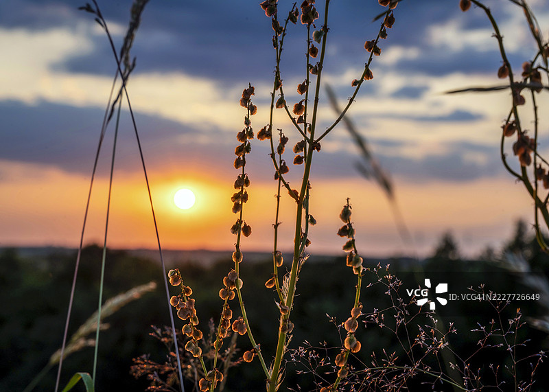 日落时分，德国天空下的植物特写图片素材