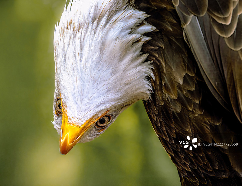 秃头鹰特写，德国图片素材