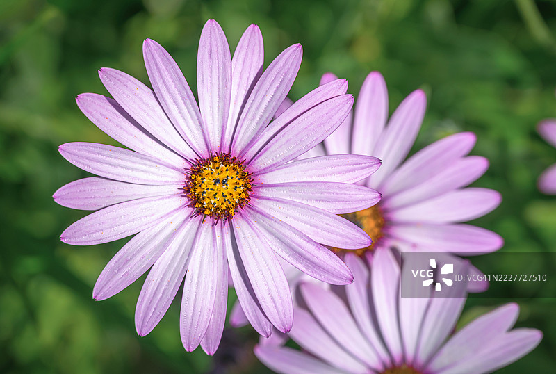 粉色花朵特写，米尔顿凯恩斯，英国图片素材