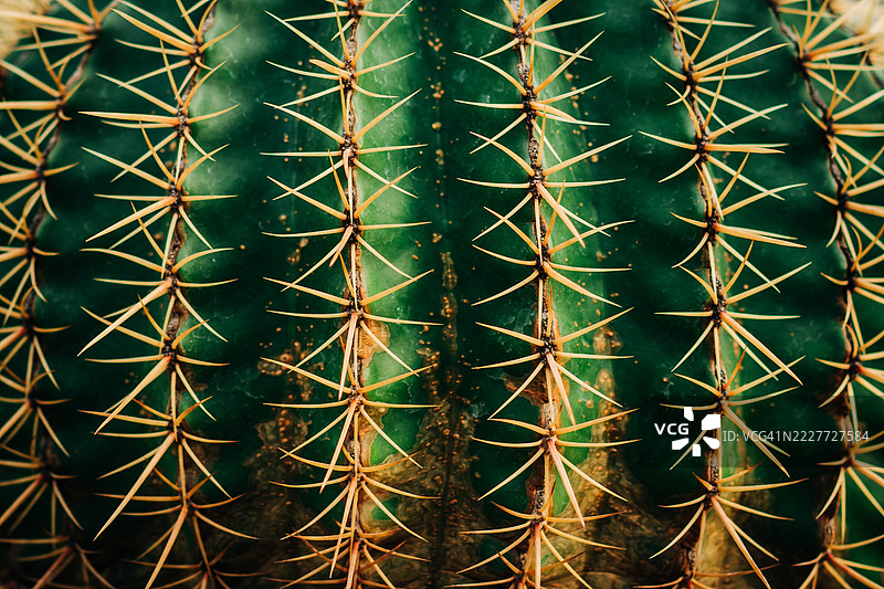 特写镜头下的绿色仙人掌，带有复杂的尖刺图案图片素材