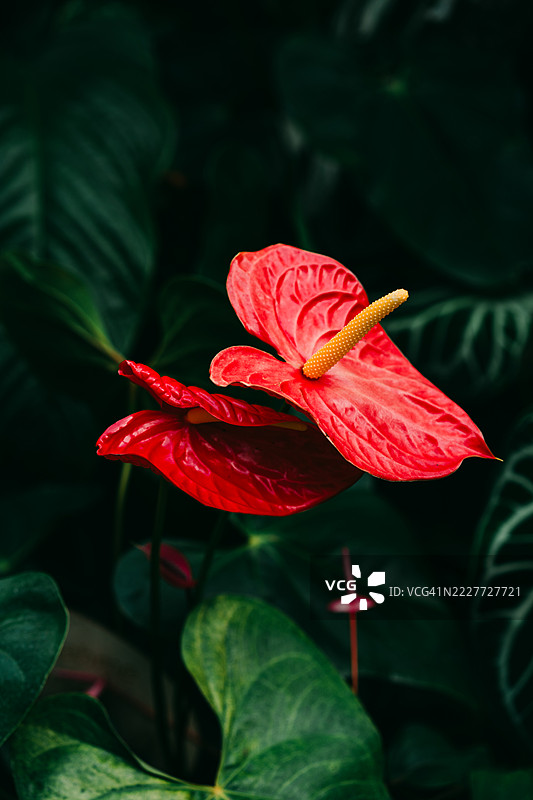 生机勃勃的红色火鹤花与绿色叶子在自然环境中图片素材
