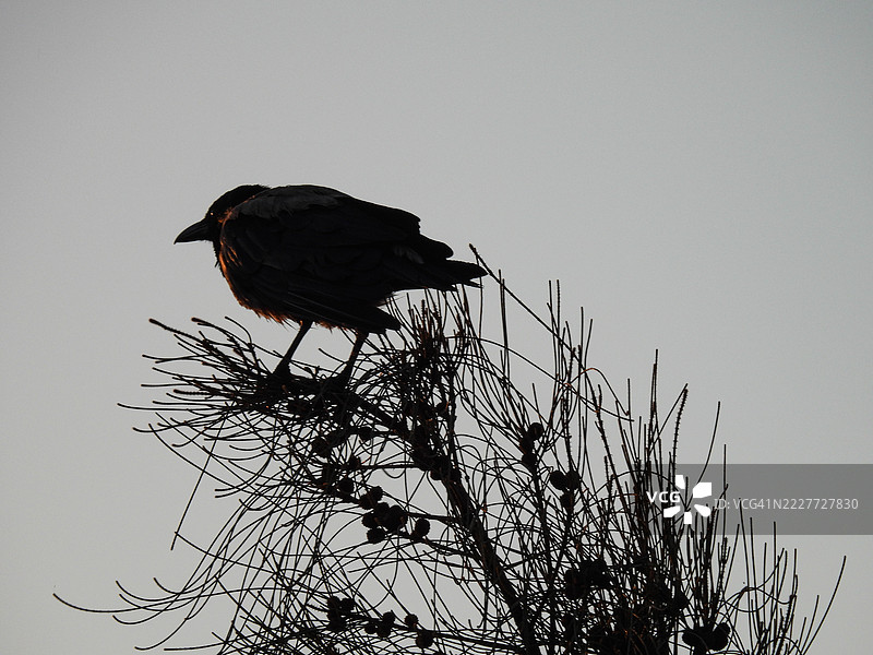低角度视图的鸟栖息在树上，背景是晴朗的天空，埃及图片素材