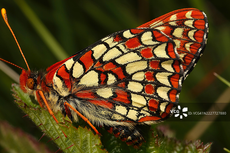 蝴蝶特写，旧金山，加利福尼亚州，美国图片素材