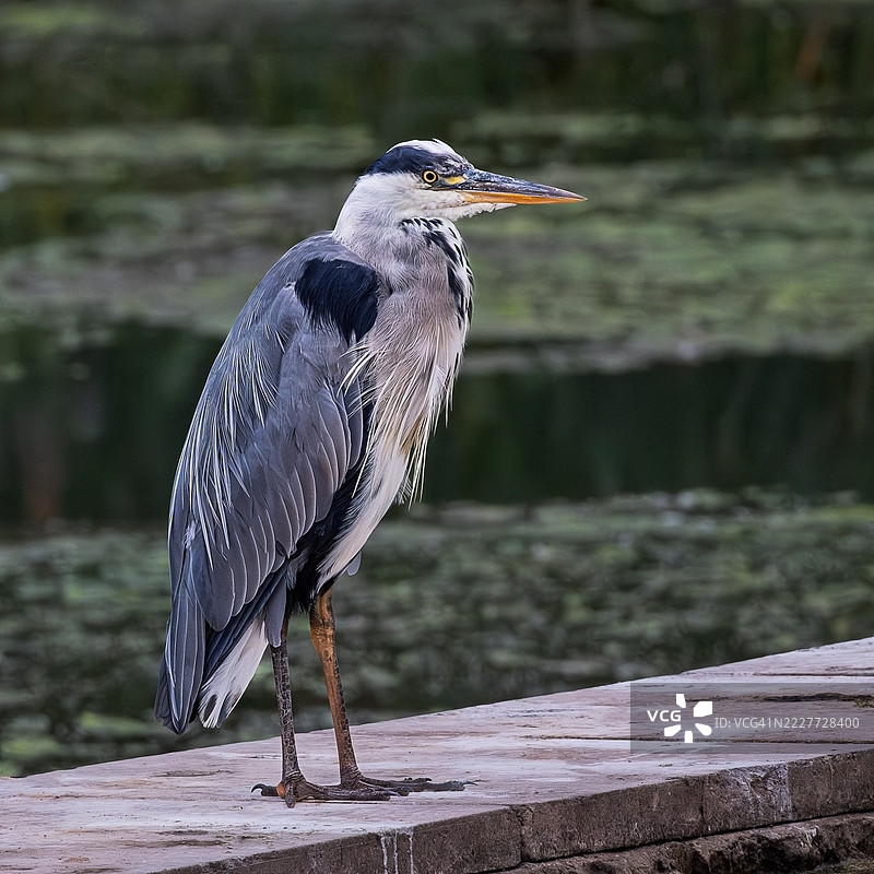 蓝鹭站在低墙上，背景是水面和植物，莱斯特，英国图片素材