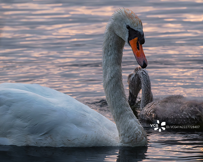 日落时分，一只天鹅和它的小天鹅在湖中游泳的特写，莱斯特，英国图片素材