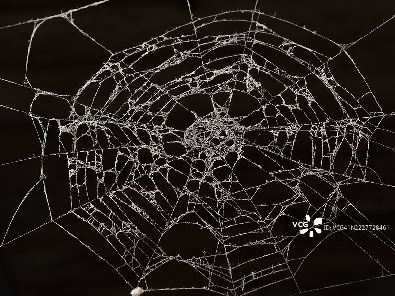 波兰马佐维亚地区的蜘蛛网特写图片素材
