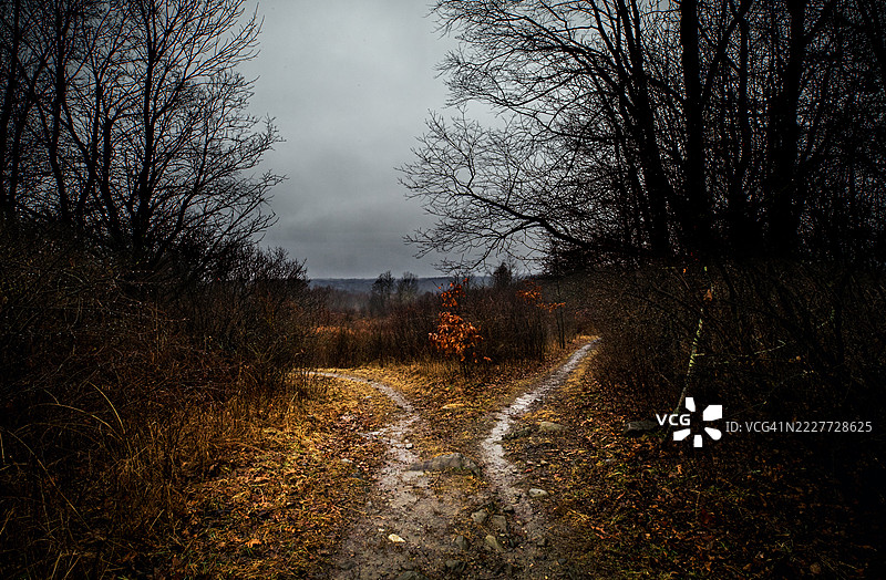 秋天，纽约州米德尔敦的森林中生长的树木图片素材