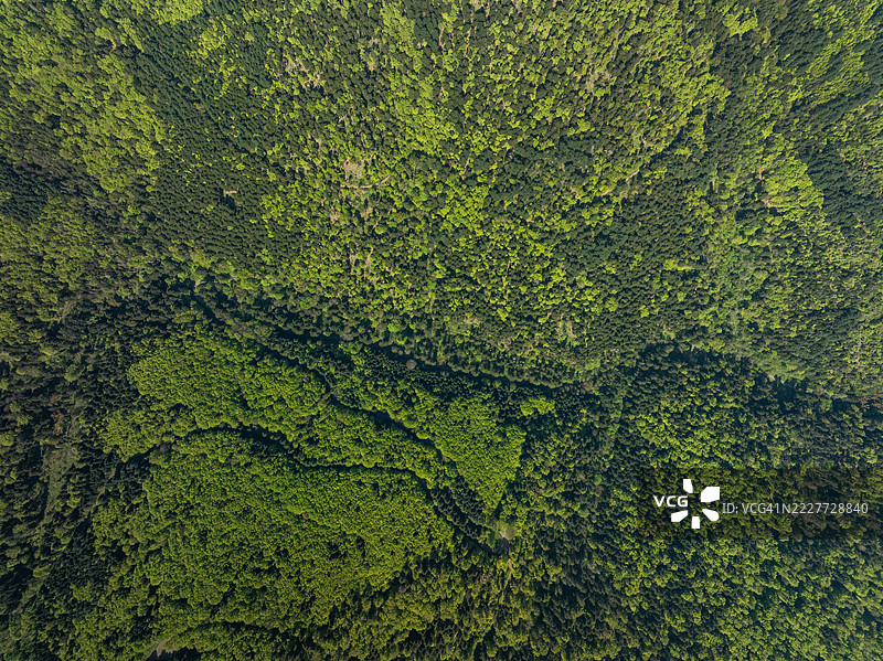 森林中的树木全景，法国大东部地区坦恩图片素材