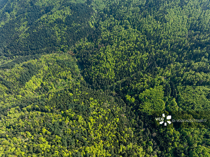 法国大东部地区坦恩森林中的树木高角度视图图片素材