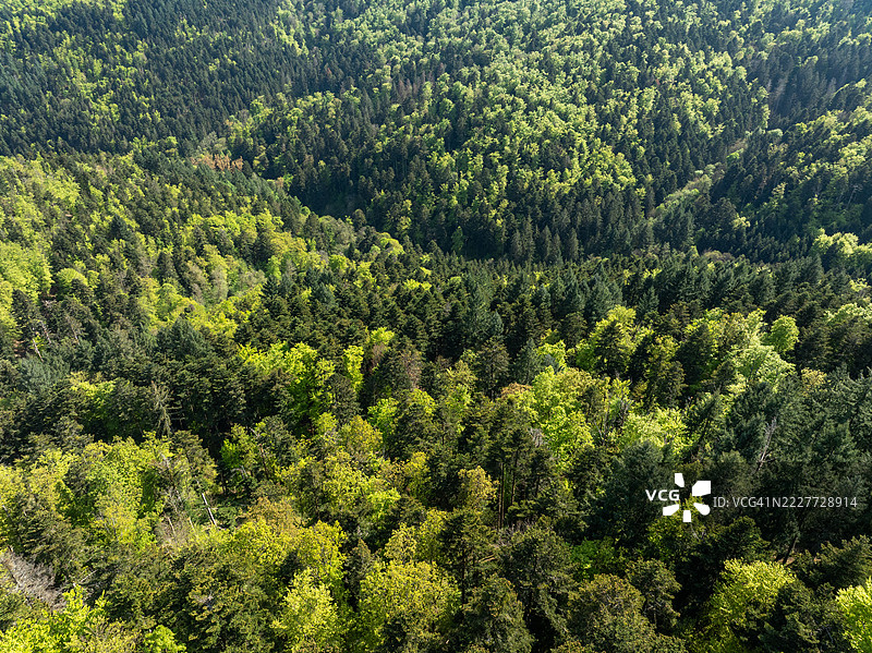 法国大东部地区坦恩的森林中松树的高角度视图图片素材