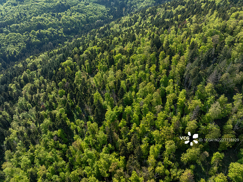 法国大东部地区坦恩森林中的树木高角度视图图片素材