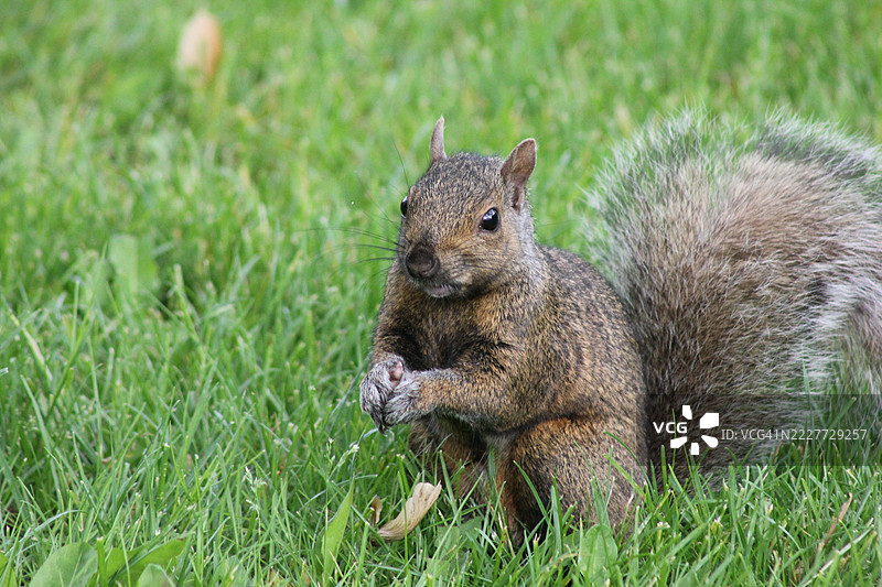 加拿大田野上的灰松鼠特写图片素材