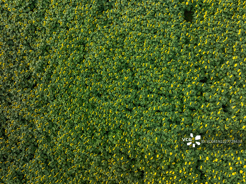 法国大东部地区的新鲜绿色田野全景拍摄图片素材