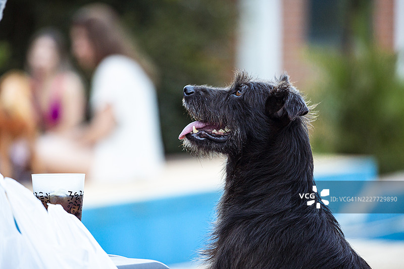 黑狗特写，波萨达斯，米西奥内斯，阿根廷图片素材