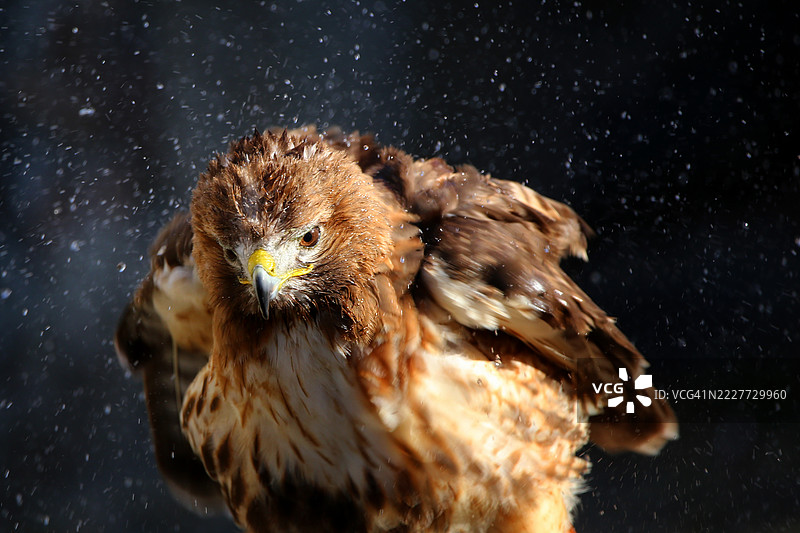 老鹰特写，意大利皮埃蒙特图片素材