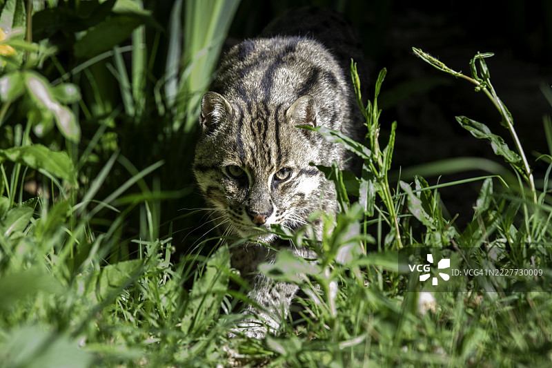 草地上的猫肖像，阿什福德，英国图片素材