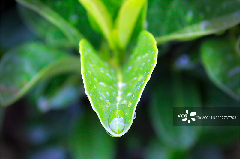 叶子上的雨滴特写，阿尔伯顿，豪登省，南非图片素材