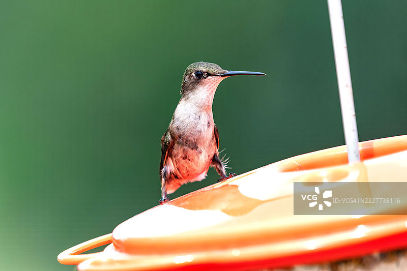 户外栖息的蜂鸟翠鸟特写，威斯康星州沃潘，美国图片素材