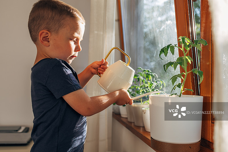 小男孩在家里的窗台上给植物浇水图片素材