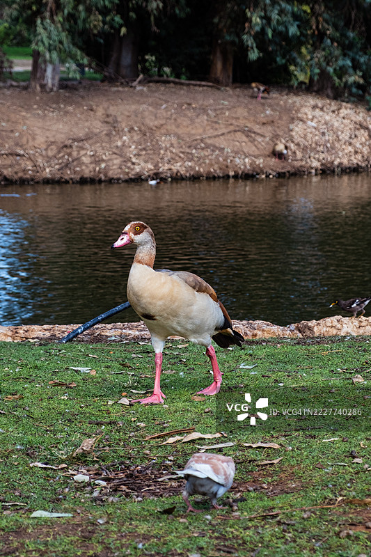 在公园里，一只埃及雁在平静的河岸边、长满青草的地面上行走，展示着它红色的腿和棕色的羽毛，周围是森林和自然的泥土环境。地点：以色列拉马特甘，马霍兹特拉维夫。图片素材